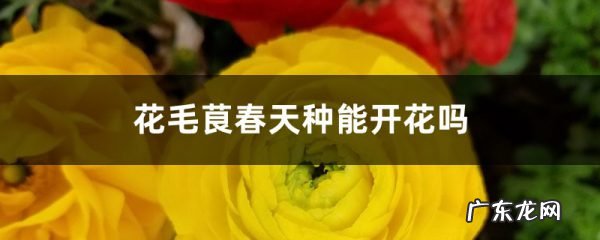 花毛茛春天种能开花吗,花毛茛怎么过冬?