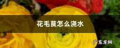 花毛茛怎么浇水,花毛茛需要打顶吗？