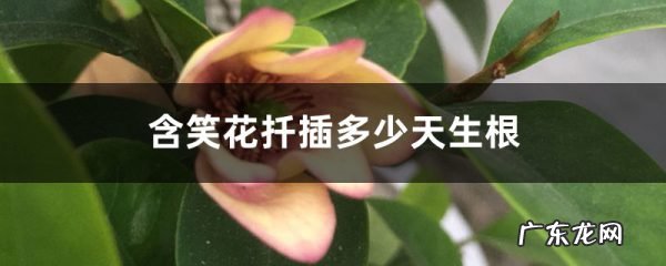 含笑花扦插多少天生根,含笑扦插生根最快方法?