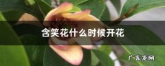 含笑花什么时候开花,为什么家里不养含笑花？