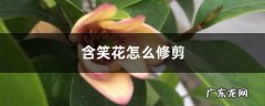含笑花怎么修剪,含笑花修剪方法图解？