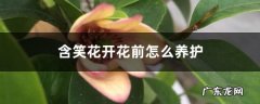 含笑花开花前怎么养护,蟹爪兰开花期间的养护？
