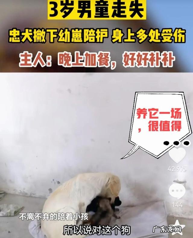 3岁儿童走失吓坏家人 3岁男童走失忠犬一路跟随保护