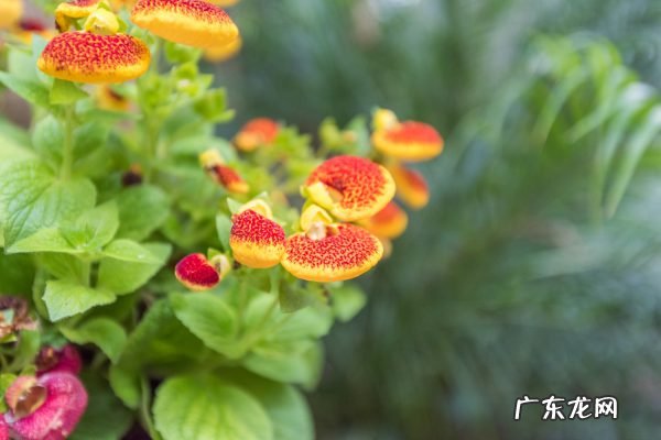 荷包花怎么繁殖,荷包花怎么养?