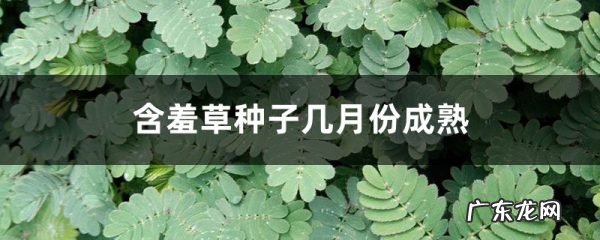 含羞草种子几月份成熟,含羞草几月份播种最好,黄柏种子几月份成熟?