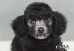 品相好的灰色泰迪图片 灰色泰迪小时候是黑色的吗
