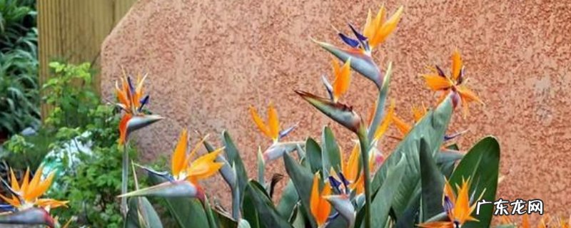 水培天堂鸟的养殖方法和注意事项 天堂鸟可以水培吗