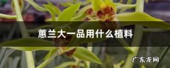蕙兰大一品用什么植料，容易开花吗，好养吗,蕙兰开花图片？