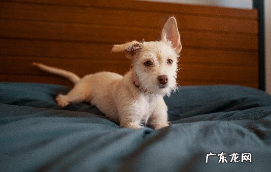 狗狗不爱喝水妙招 狗不爱喝水怎么治
