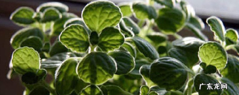 碰碰香什么时候开花 时间 碰碰香几年能开花