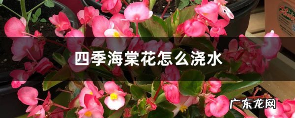 四季海棠花怎么浇水，多长时间浇水,怎样养海棠花？