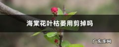 海棠花叶枯萎用剪掉吗，怎么修剪,枯萎的花要不要剪掉？