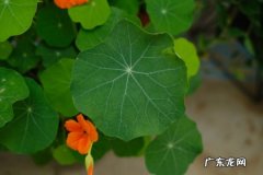 旱金莲什么时候开花,十大不吉利花？