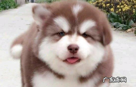 阿拉斯加熊版活得久吗 阿拉斯加雪橇犬寿命