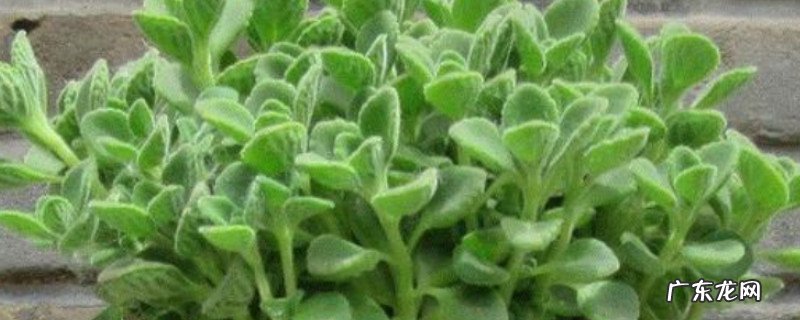 一抹香的养殖方法和注意事项 一抹香为什么家里不能养