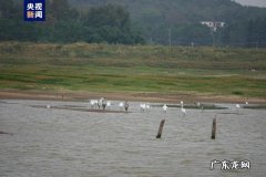 29万余只候鸟抵达鄱阳湖越冬 冬候鸟抵达鄱阳湖
