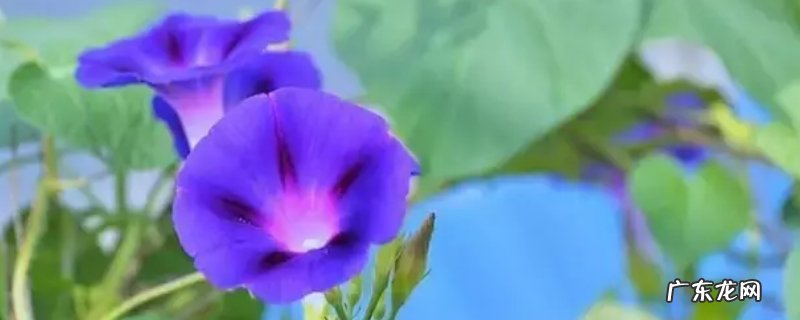 牵牛花学名是不是叫夕颜 夕颜花与牵牛花的区别