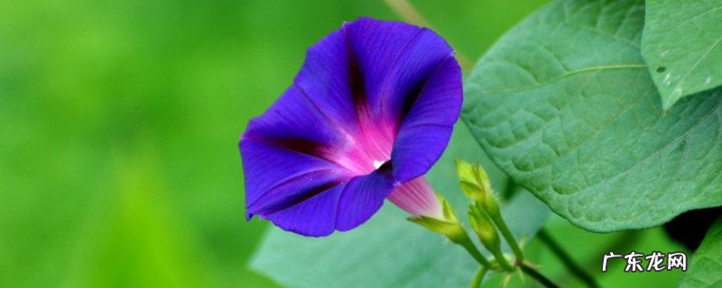 喇叭花的花语是什么 喇叭花的寓意和花语