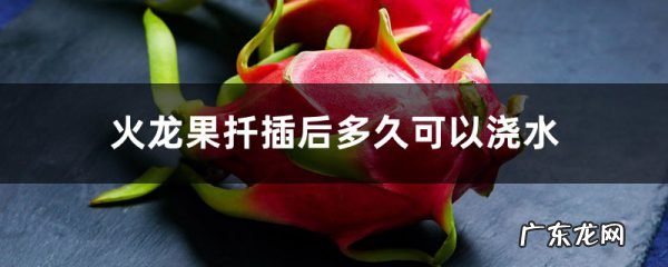 火龙果扦插后多久可以浇水,扦插多久结果,火龙果扦插后要浇水吗?