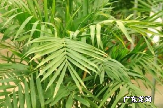 袖珍椰子换盆注意事项 如何给夏威夷椰子换盆