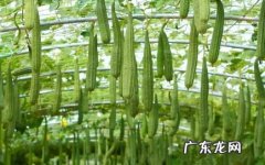 丝瓜如何疏雄去须,丝瓜如何去味？