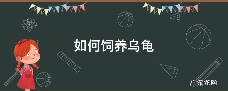 如何饲养乌龟