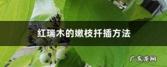 红瑞木的嫩枝扦插方法,嫩枝扦插在什么季节？