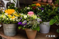 黄桷兰怎么施肥,黄角兰施什么肥长得旺？