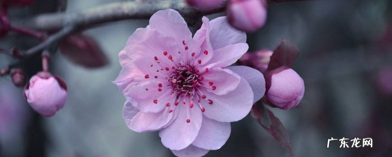 桃花的特点和生活特征 桃花的介绍桃花的特点