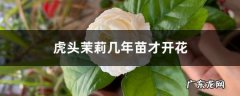 虎头茉莉几年苗才开花,虎头茉莉怎么服盆？