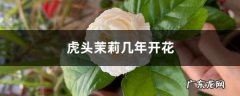 虎头茉莉几年开花,虎头茉莉开花时间？