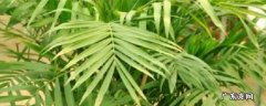 夏威夷椰子树的养殖方法 夏威夷椰子的养殖方法和注意事项