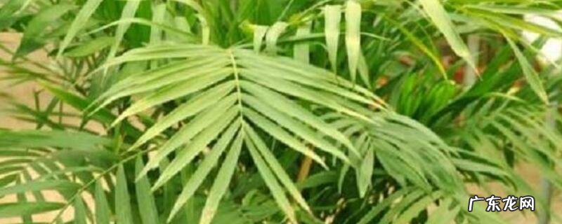 夏威夷椰子树的养殖方法 夏威夷椰子的养殖方法和注意事项
