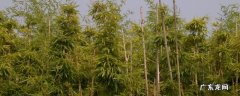 凤尾竹属于什么植物 凤尾竹是什么植物