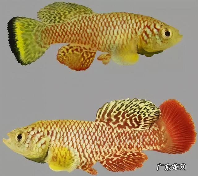 这是咋回事 男子放阳台的死水突然变绿长鱼苗