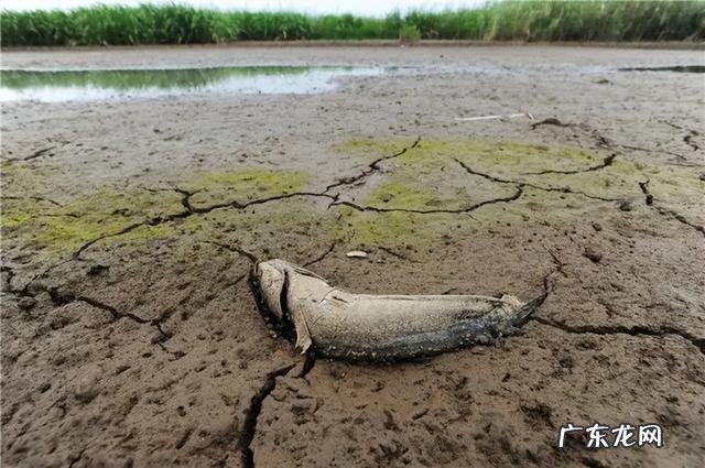 这是咋回事 男子放阳台的死水突然变绿长鱼苗