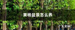 黄杨盆景怎么养，冬天怎么浇水,黄杨盆景叶子喷水好吗？