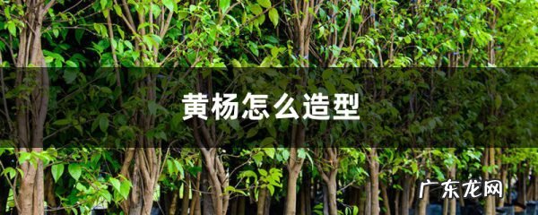 黄杨怎么造型,黄杨造型大全?
