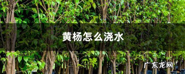 黄杨怎么浇水,黄杨叶子忌喷水?