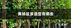 黄杨盆景造型有哪些,最漂亮的黄杨盆景图片？