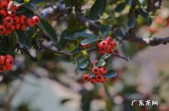 火棘怎么养可以多开花结果,如何让火棘多结果？
