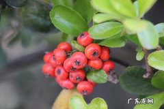 火棘怎么换盆,火棘怎么修剪才能多结果？