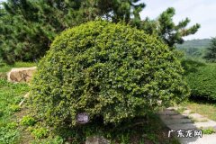 火棘的修剪方法,火棘几月份修剪？
