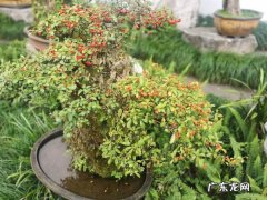 火棘开花吗,野生火棘树？