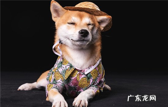 养柴犬的人都后悔了 柴犬臭不臭