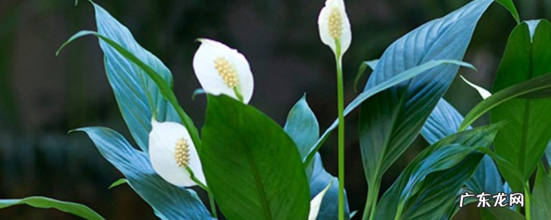 一帆风顺花怕太阳晒吗 一帆风顺可以晒太阳吗