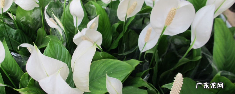 一帆风顺怎么分株换盆 一帆风顺怎么分株