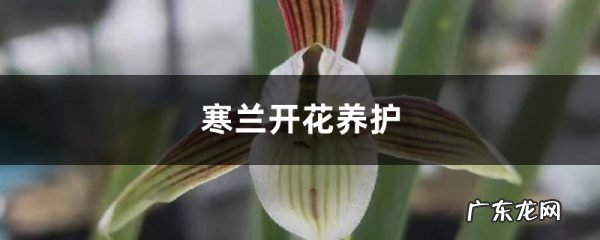 寒兰开花养护,寒兰几月开花?