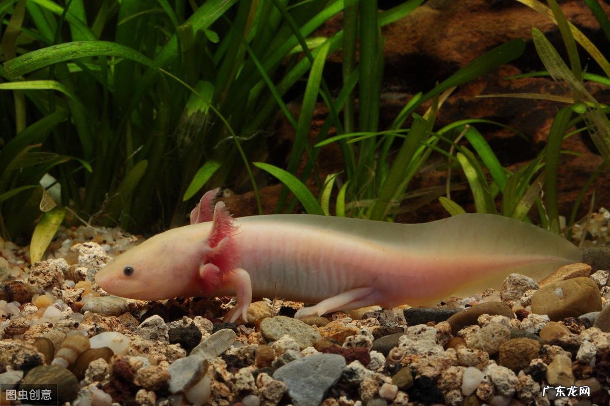 我的世界如何驯服美西螈 我的世界美西螈怎么驯服,教程