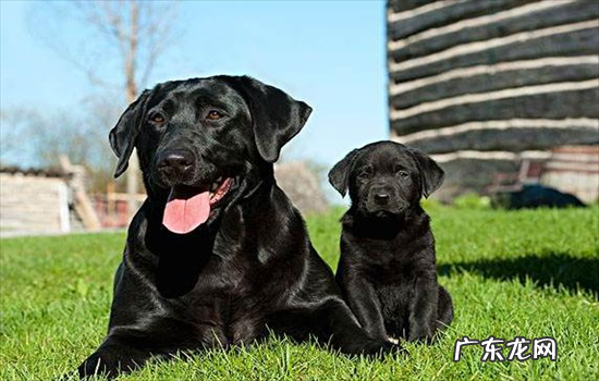 ?拉布拉多怎么看纯不纯幼犬